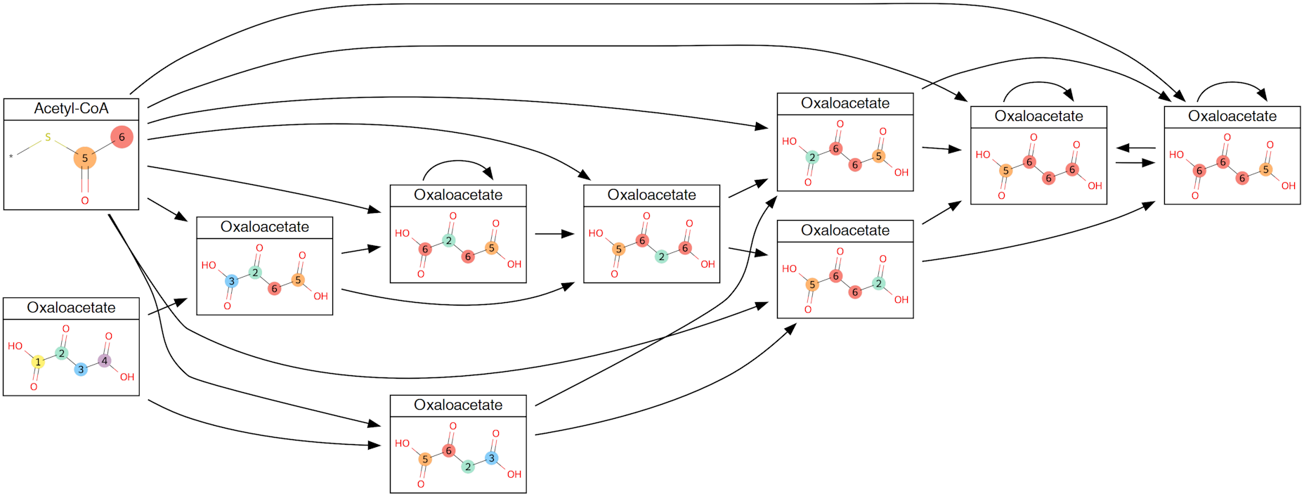 Saturation-based atom provenance tracing of the TCA cycle for Oxaloacetate